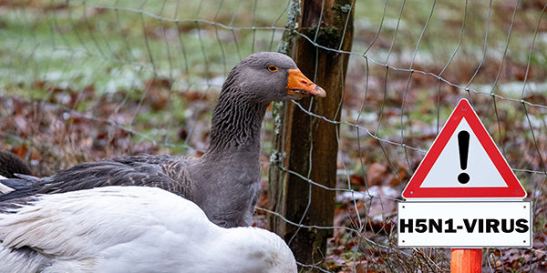 Study challenges original theory about Canada’s first human case of bird flu